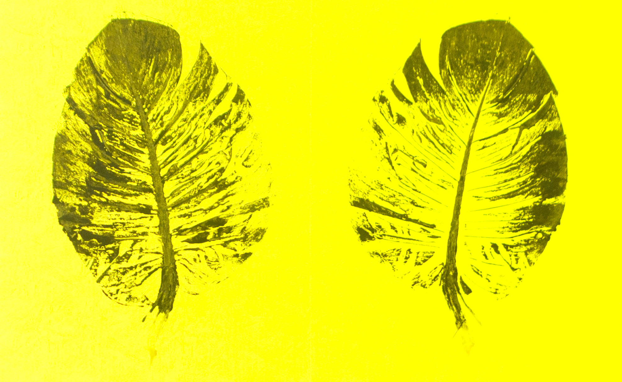 giacomo-incisione-foglie